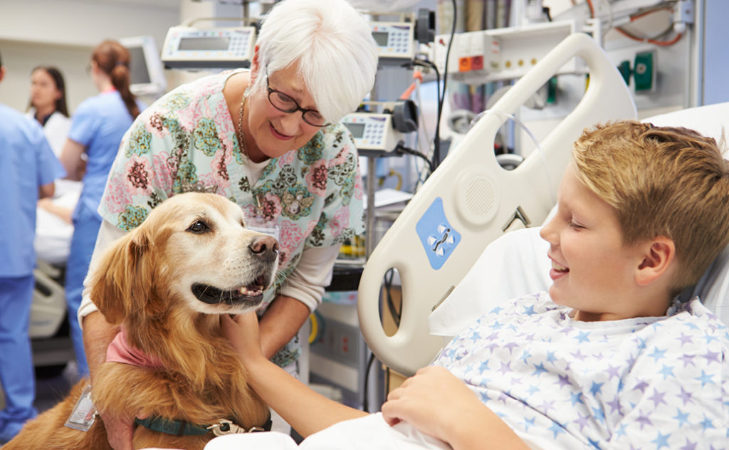 A child lying in a hospital bed smiling at a golden retriever sitting next to him, accompanied by a female nurse with white hair